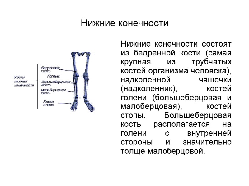 Нижние конечности  Нижние конечности состоят из бедренной кости (самая крупная из трубчатых костей